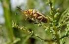 tamarisk leaf beetle tamarisk leaf beetle