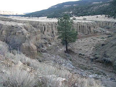 cebolla